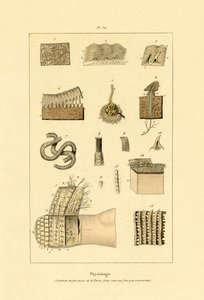 Piel humana, 1833-39 de French School